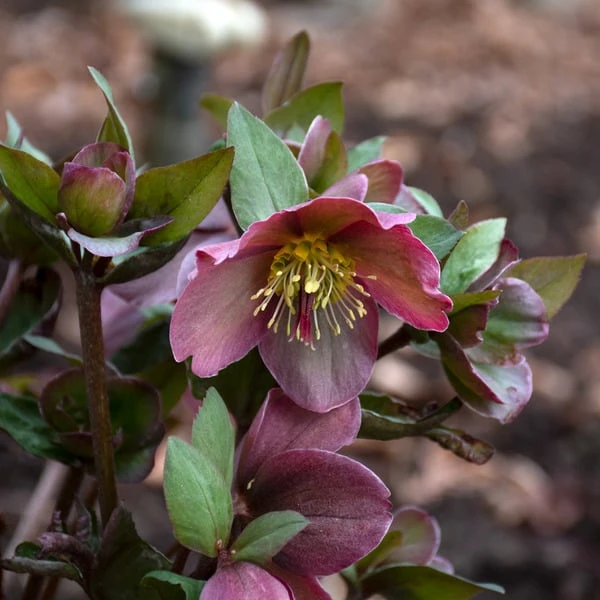 Helleborus Frostkiss® Pippa's Purple 4 Helleborus Frostkiss® Pippa's Purple - Image 2
