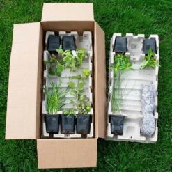 Start A Garden For Butterflies -Planticaa Sales Store x600 38179