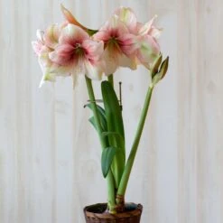 Antique Gold Amaryllis Stake -Planticaa Sales Store x600 38265