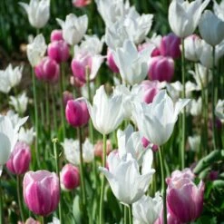 Tulip 'White Triumphator' -Planticaa Sales Store x600 38294