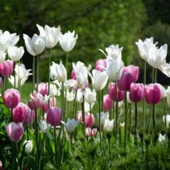 Tulip 'White Triumphator' -Planticaa Sales Store x600 38295