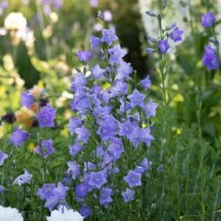 Campanula Persicifolia 'Telham Beauty' 9 Campanula Persicifolia 'Telham Beauty' -Planticaa Sales Store x600 38301
