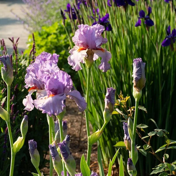 Iris Germanica 'Snappy Dresser' 3 Iris Germanica 'Snappy Dresser'