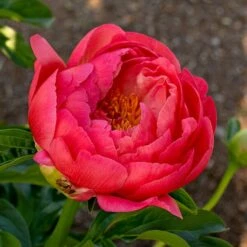 Peony 'Coral Charm' -Planticaa Sales Store x600 38442
