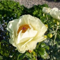 Peony 'Lemon Chiffon' -Planticaa Sales Store x600 38445