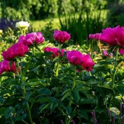 Peony 'Paula Fay' -Planticaa Sales Store x600 38446