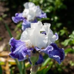 Iris Germanica 'Tillamook Bay' - Reblooming -Planticaa Sales Store x600 38472