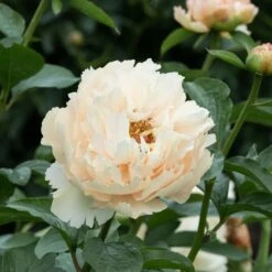Peony 'Pastelegance' -Planticaa Sales Store x600 38483