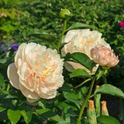 Peony 'Pastelegance' -Planticaa Sales Store x600 38484