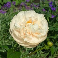 Peony 'Pastelegance' -Planticaa Sales Store x600 38485