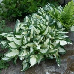 Hosta 'Fire And Ice' -Planticaa Sales Store x600 38486