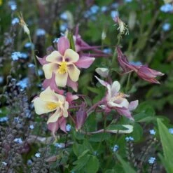 Aquilegia 'Swan Pink And Yellow' -Planticaa Sales Store x600 38491