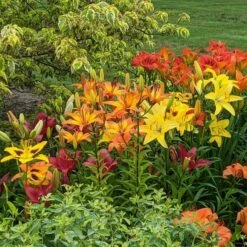 Lilium True Colors Mix For Naturalizing -Planticaa Sales Store x600 38498