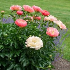 Peony 'Coral Charm' -Planticaa Sales Store x600 38524