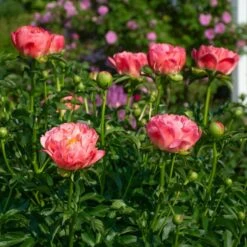 Peony 'Coral Charm' -Planticaa Sales Store x600 38525