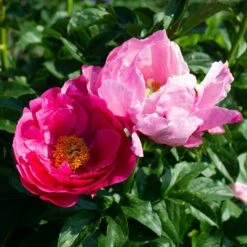 Peony 'Paula Fay' -Planticaa Sales Store x600 38529