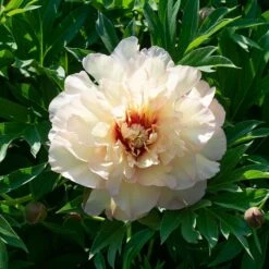 Peony 'Scrumdidleumptious' - Itoh Peony 8 Peony 'Scrumdidleumptious' - Itoh Peony -Planticaa Sales Store x600 38531