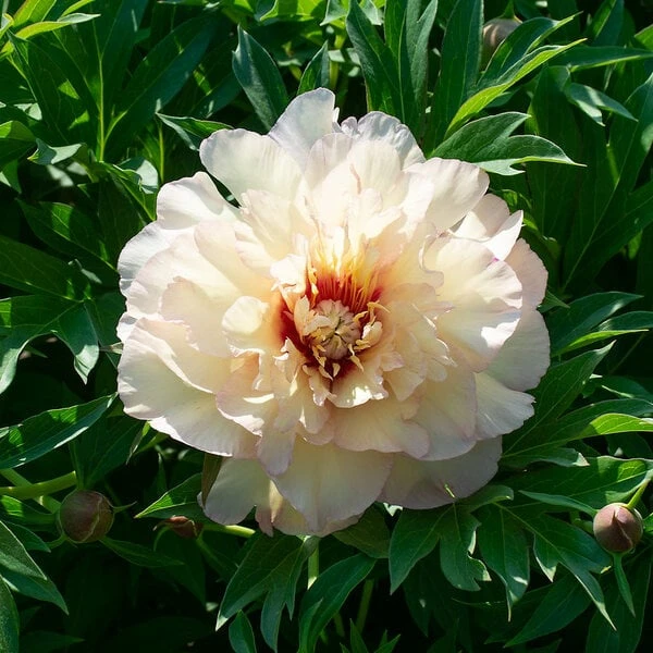 Peony 'Scrumdidleumptious' - Itoh Peony 5 Peony 'Scrumdidleumptious' - Itoh Peony - Image 3