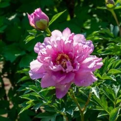 Peony 'Morning Lilac' - Itoh Peony -Planticaa Sales Store x600 38532