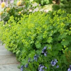 Alchemilla Mollis -Planticaa Sales Store x600 38539