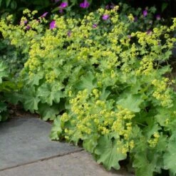 Alchemilla Mollis -Planticaa Sales Store x600 38549