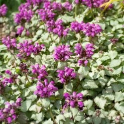 Lamium Maculatum 'Purple Dragon' -Planticaa Sales Store x600 38550