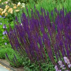 Salvia Nemorosa 'Caradonna' -Planticaa Sales Store x600 38669