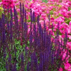 Salvia Nemorosa 'Caradonna' -Planticaa Sales Store x600 38670