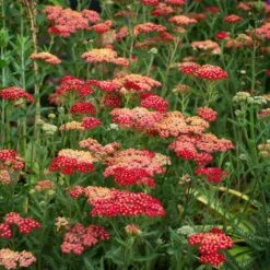Achillea Millefolium 'Paprika' 7 Achillea Millefolium 'Paprika' -Planticaa Sales Store x600 38681