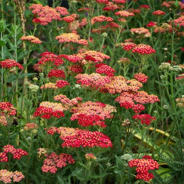 Achillea Millefolium 'Paprika' 5 Achillea Millefolium 'Paprika' - Image 3