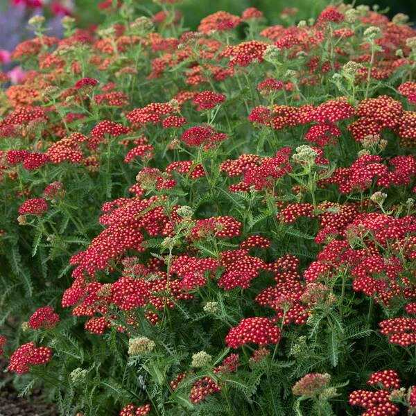 Achillea Millefolium 'Paprika' 4 Achillea Millefolium 'Paprika' - Image 2