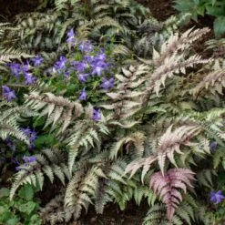 Athyrium Niponicum Var. Pictum - Japanese Painted Fern -Planticaa Sales Store x600 38721