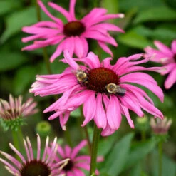 Echinacea Butterfly™ 'Purple Emperor' -Planticaa Sales Store x600 38729