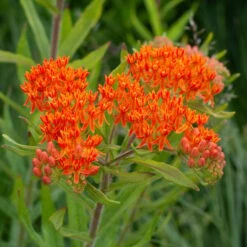 Asclepias Tuberosa 13 Asclepias Tuberosa -Planticaa Sales Store x600 38732