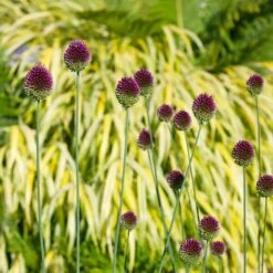 Allium Sphaerocephalon -Planticaa Sales Store x600 38763