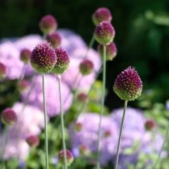 Allium Sphaerocephalon -Planticaa Sales Store x600 38764