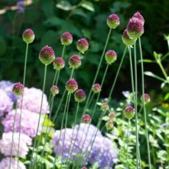 Allium Sphaerocephalon -Planticaa Sales Store x600 38765