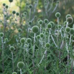 Echinops Sphaerocephalus 'Arctic Glow' -Planticaa Sales Store x600 38767