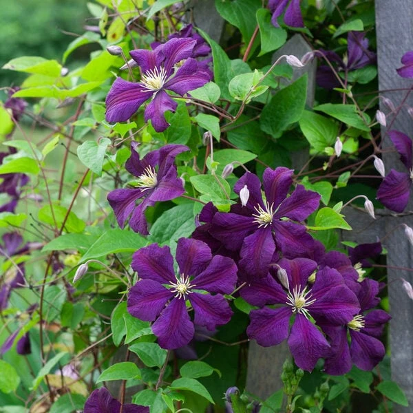 Clematis 'Etoile Violette' 4 Clematis 'Etoile Violette' - Image 2