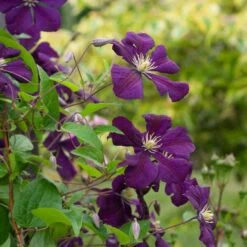 Clematis 'Etoile Violette' 9 Clematis 'Etoile Violette' -Planticaa Sales Store x600 38783