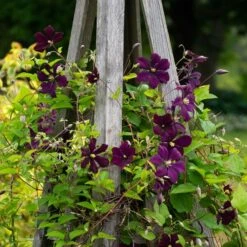 Clematis 'Etoile Violette' 10 Clematis 'Etoile Violette' -Planticaa Sales Store x600 38784
