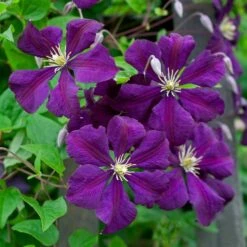 Clematis 'Etoile Violette' 11 Clematis 'Etoile Violette' -Planticaa Sales Store x600 38785