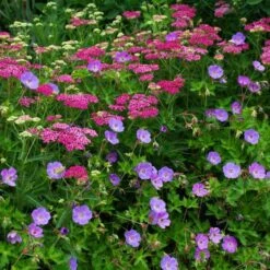 Geranium Rozanne® -Planticaa Sales Store x600 38786