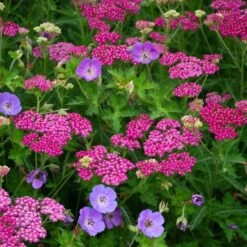 Achillea Millefolium Song Siren™ 'Layla' -Planticaa Sales Store x600 38787