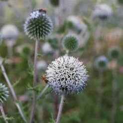 Echinops Sphaerocephalus 'Arctic Glow'