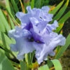 Iris Germanica 'Café Bleu' - Reblooming -Planticaa Sales Store x600 38888