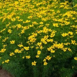 Coreopsis Verticillata 'Zagreb' 9 Coreopsis Verticillata 'Zagreb' -Planticaa Sales Store x600 38921