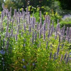 Agastache 'Blue Fortune' 11 Agastache 'Blue Fortune' -Planticaa Sales Store x600 38977