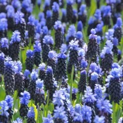 Muscari Latifolium -Planticaa Sales Store x600 39519