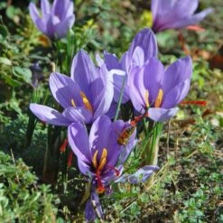 Crocus Sativus: Saffron Crocus -Planticaa Sales Store x600 39520
